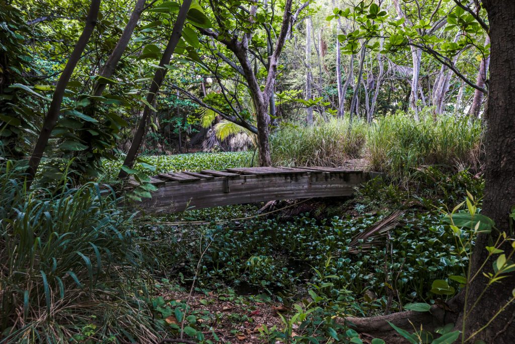 bridge ruins in hawaii's punaluu