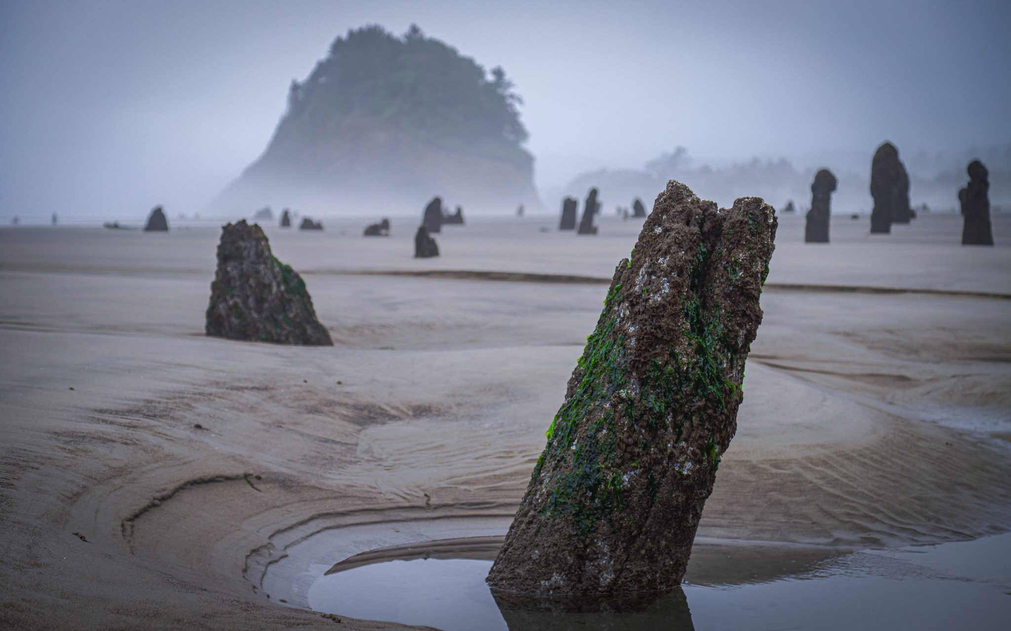 Neskowin Ghost Forest Raise The Stakes Projects