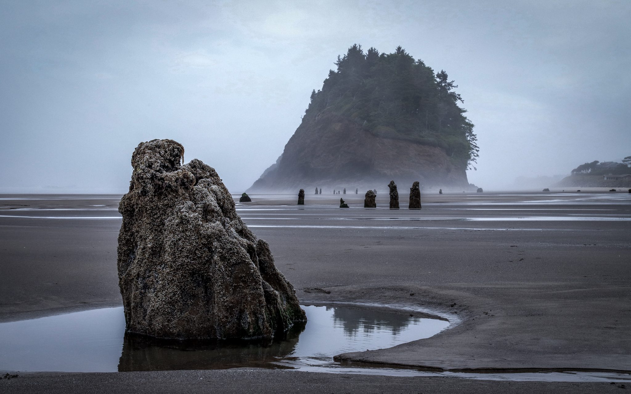 Neskowin Ghost Forest Raise The Stakes Projects